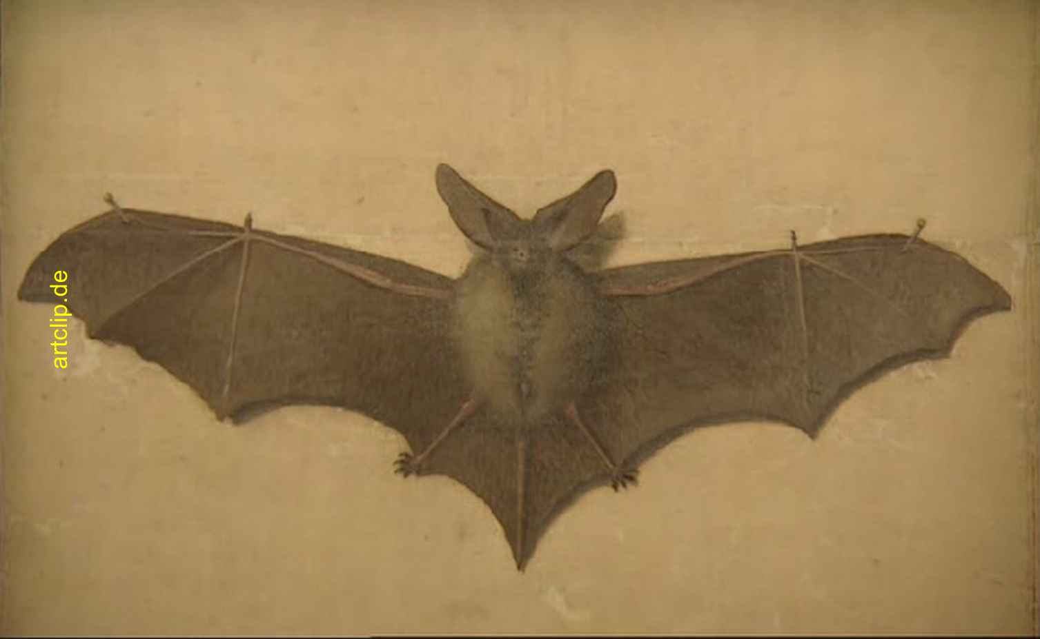 Albrecht Dürer Fledermaus