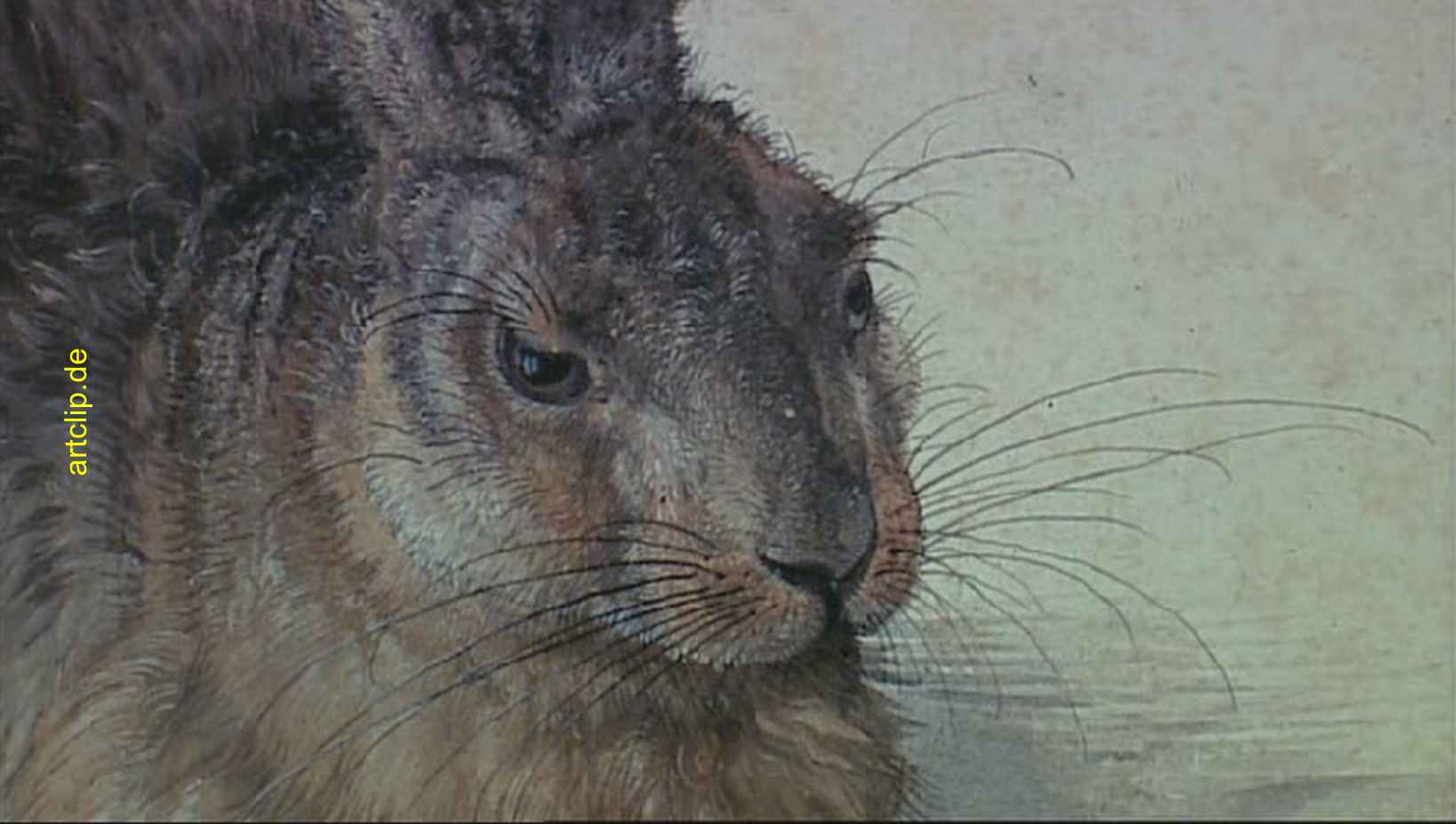 Albrecht Dürer Hase